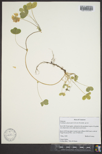 Trifolium calcaricum image