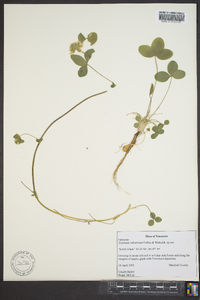 Trifolium calcaricum image