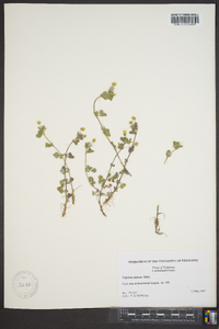 Trifolium dubium image