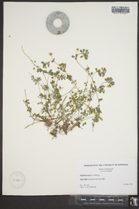 Trifolium dubium image