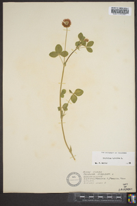 Trifolium hybridum image