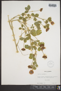 Trifolium hybridum image