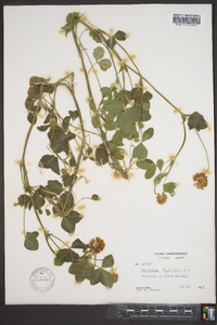 Trifolium hybridum image