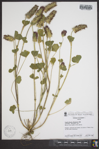 Trifolium incarnatum image