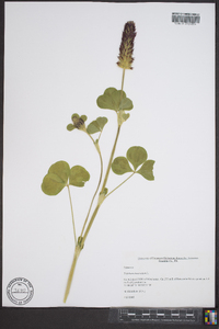 Trifolium incarnatum image