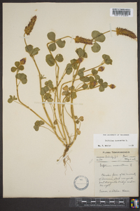 Trifolium incarnatum image