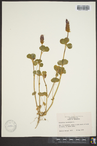 Trifolium incarnatum image