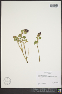 Trifolium incarnatum image