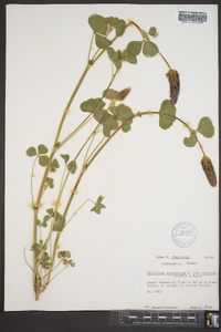 Trifolium incarnatum image