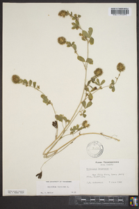 Trifolium lappaceum image