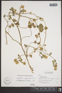 Trifolium nigrescens image