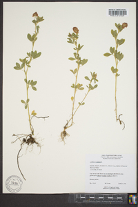 Trifolium aureum image