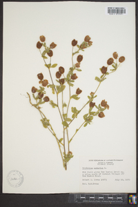 Trifolium aureum image