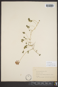 Trifolium amphianthum image