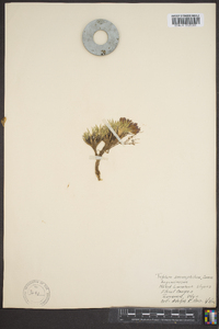 Trifolium amphianthum image