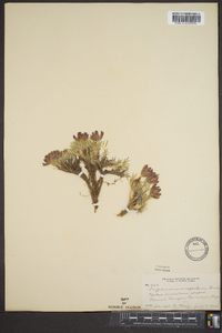 Trifolium amphianthum image