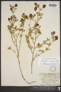 Trifolium aureum image