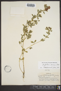 Trifolium aureum image