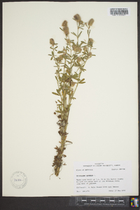 Trifolium arvense image