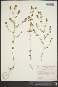 Trifolium arvense image