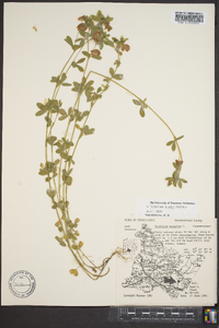 Trifolium aureum image