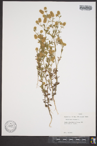 Trifolium aureum image