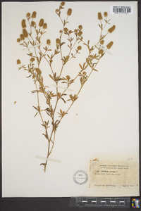 Trifolium aureum image