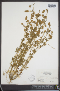 Trifolium arvense image