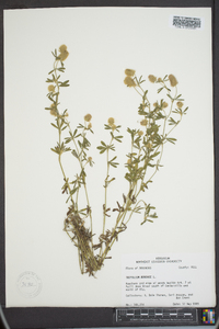 Trifolium arvense image