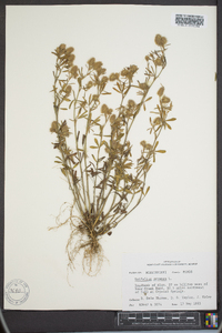 Trifolium arvense image