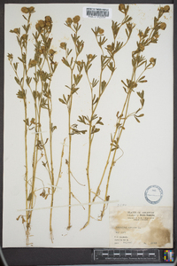 Trifolium arvense image