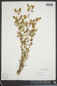 Trifolium arvense image