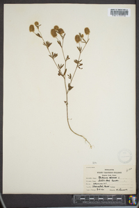 Trifolium arvense image