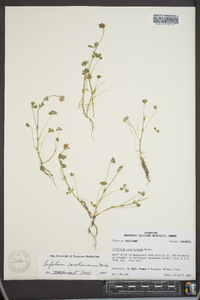 Trifolium carolinianum image