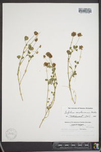 Trifolium carolinianum image