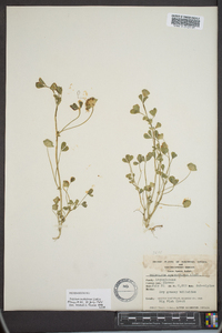 Trifolium carolinianum image