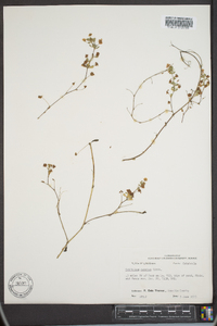 Trifolium dubium image