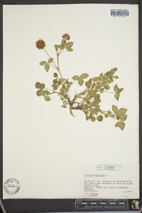 Trifolium hybridum image