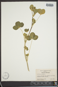 Trifolium hybridum image