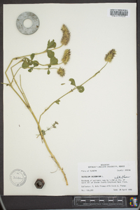 Trifolium incarnatum image