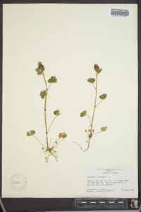 Trifolium incarnatum image