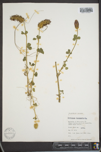 Trifolium incarnatum image