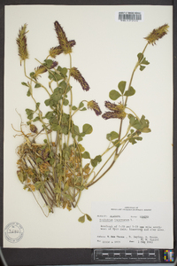 Trifolium incarnatum image