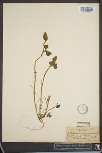 Trifolium incarnatum image