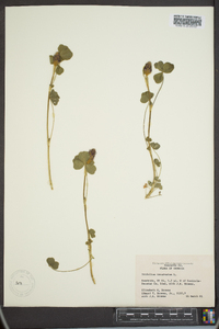 Trifolium incarnatum image