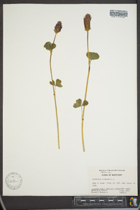 Trifolium incarnatum image