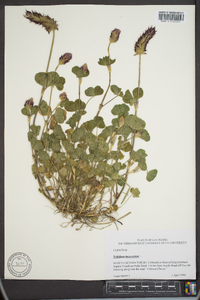 Trifolium incarnatum image