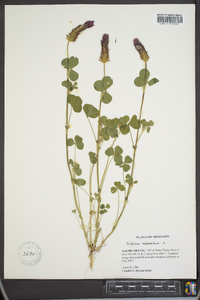 Trifolium incarnatum image