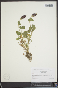 Trifolium incarnatum image