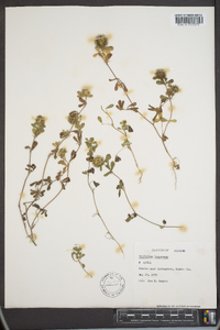 Trifolium lappaceum image